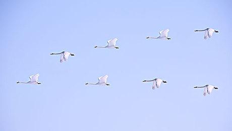 曝《刺客信条》未来每半年出一款新作 育碧罐头出更快